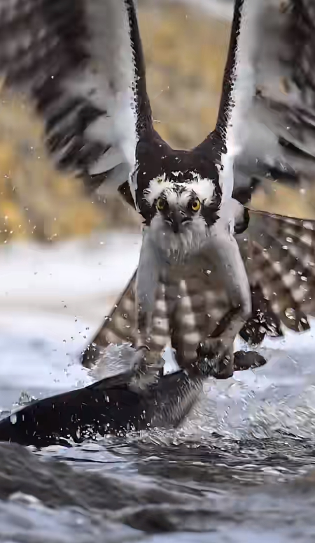 APP下载 - Ming连续五场比赛得分超过出色防守，老鹰挑战极限！